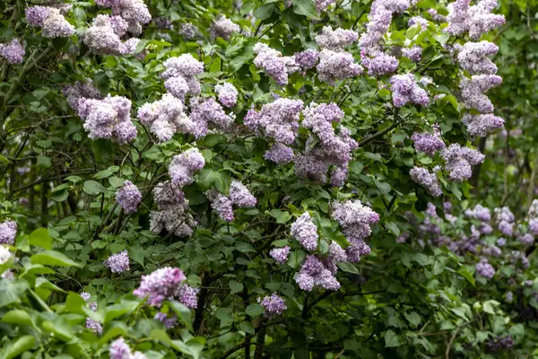 Bahar bahçesindeki çiçek açan leylak çalılarının yakınında.