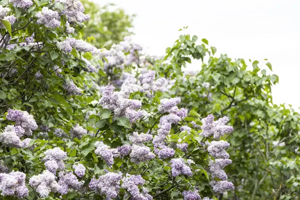 Çiçek açan leylak çalıları açık hava bulutlu bahar gününde