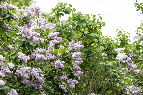 Çiçekli bahar bahçesinde çiçek açan leylak çalıları