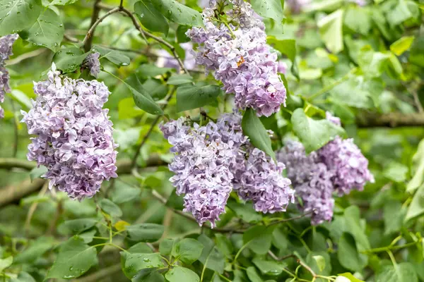 Yağmurdan sonra dallarda leylak çiçekleri açar.