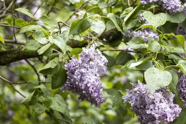 Bahar bahçesinde yağmur damlalarıyla birlikte taze mor leylak çiçekleri