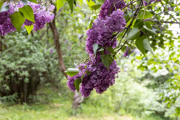Yeşil bahar ormanlarında dalda mor leylak çiçek açar.