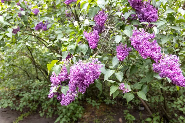 Kapatın çiçek açan mor leylak kümelerini bahar bahçesinde yağmur damlalarıyla