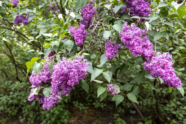 Bahar bahçesinde çiçek açan mor leylak çalısı.