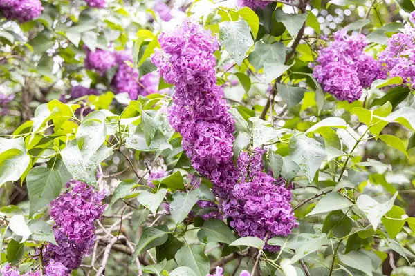 Bahar bahçesinde yağmur damlalarıyla birlikte mor leylak çiçeklerinin yakın çekimi