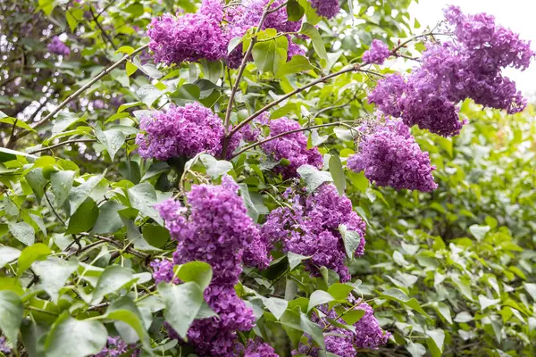 Bahçedeki çalılıklarda açan leylak çiçekleri.