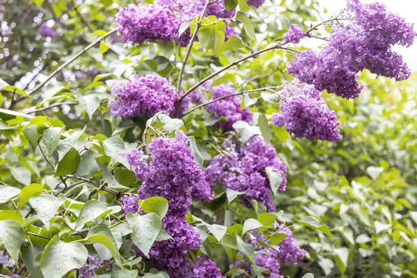 Bahar bahçesinde yağmurdan sonra mor leylak kümeleri