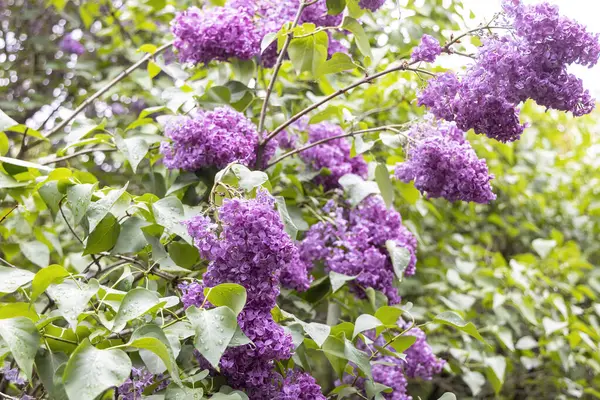Bahar bahçesinde yağmur damlaları olan mor leylak kümeleri
