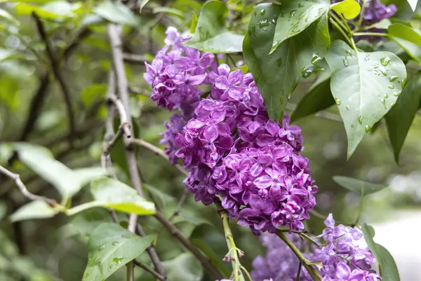 Bahar bahçesinde yağmurdan sonra mor leylak çiçeklerinin Macro yakın çekimi