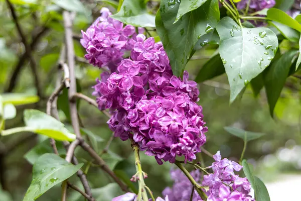 Bahar bahçesinde yağmur damlalarıyla birlikte mor leylak çiçekleri.