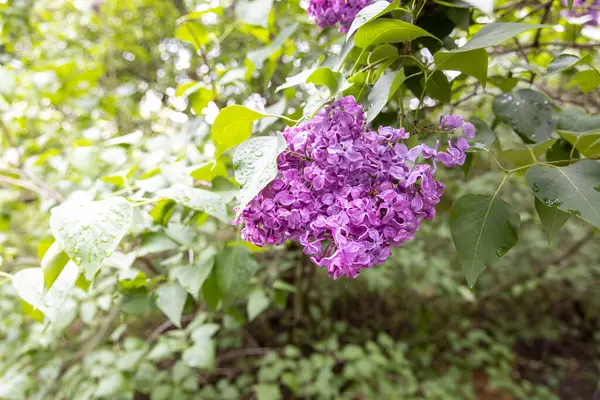 Mor leylak bahar bahçesinde yağmur damlalarıyla çiçek açar