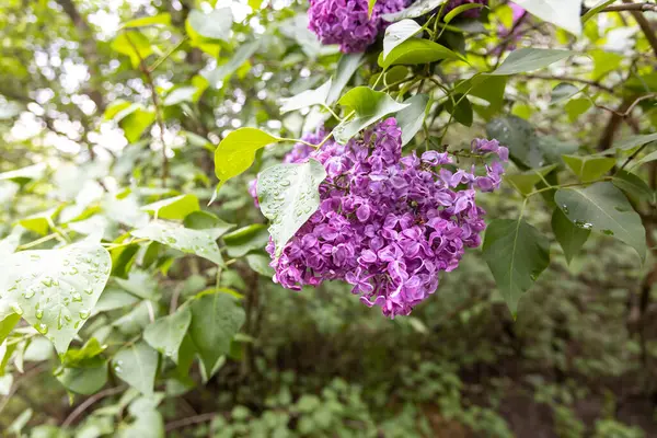 Mor leylak çiçeklerini yağmur damlalarıyla kapatın