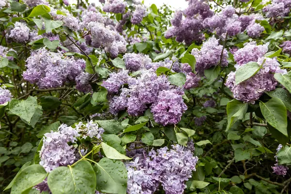 Bahar bahçesinde yağmurdan sonra mor leylak çiçek açar.