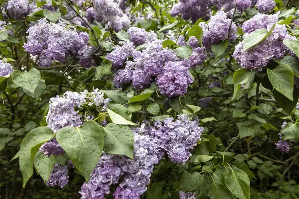 Bahar bahçesinde yağmurdan sonra mor leylak çiçek açar.