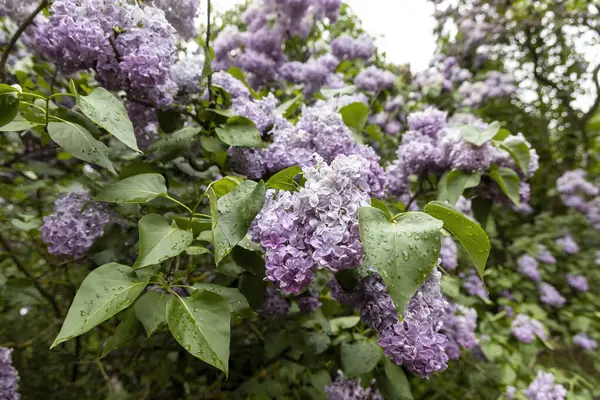Bahar bahçesinde taze leylak çiçekleri ve yağmur damlaları
