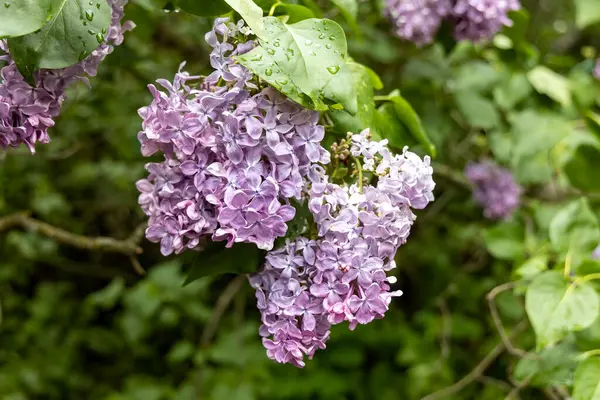 Mor leylak çiçekleri, yağmur damlaları bahçesine yakın.