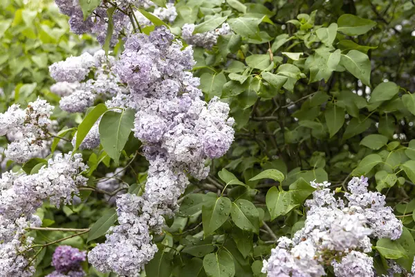 Bahçede yağmur damlaları olan yumuşak mor leylak çiçekleri