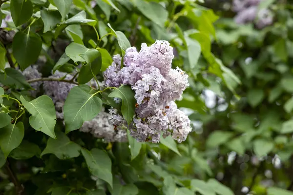 Bahar bahçesindeki leylak çiçeklerine yakın.