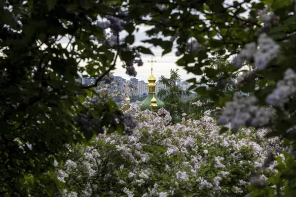 İlkbahar leylak çiçeklerinin çerçevelediği Altın Ortodoks Kubbesi