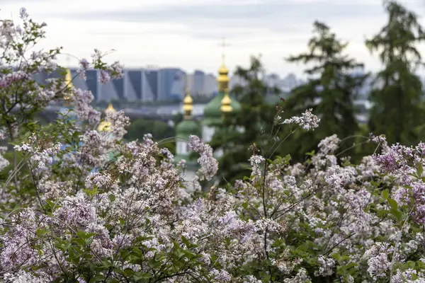 Leylak çiçekleri uzaktaki kilise kubbelerini ve modern ufuk çizgisini çerçeveliyor.