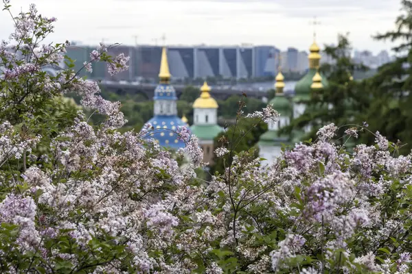 Gökyüzüne tepeden bakan altın katedral kubbeleri olan çiçek açan leylak çalılar.