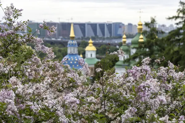 Kyiv manastırının altın kubbelerini çerçeveleyen leylak çiçekleri