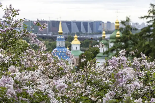 Şehir manastırının altın kubbelerini süsleyen leylak çiçekleri