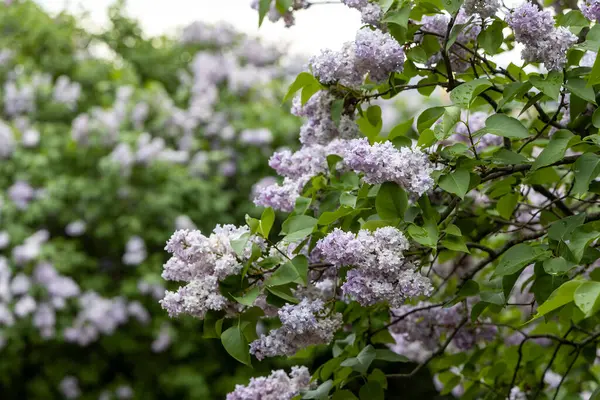 Yumuşak bahar ışığıyla açan leylak çalısı