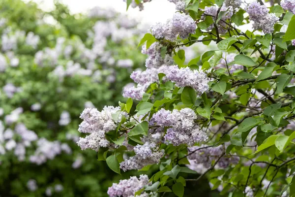 Bahar bahçesinde açan leylak dalları