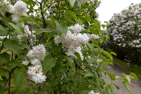 Baharda bahçe yolunda beyaz leylak çiçekleri açar.
