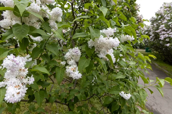 Bahar parkı yolu boyunca beyaz leylak çiçekleri açar.