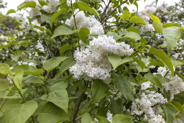 Bahar bahçesinde yeşil yapraklı beyaz leylak kümeleri