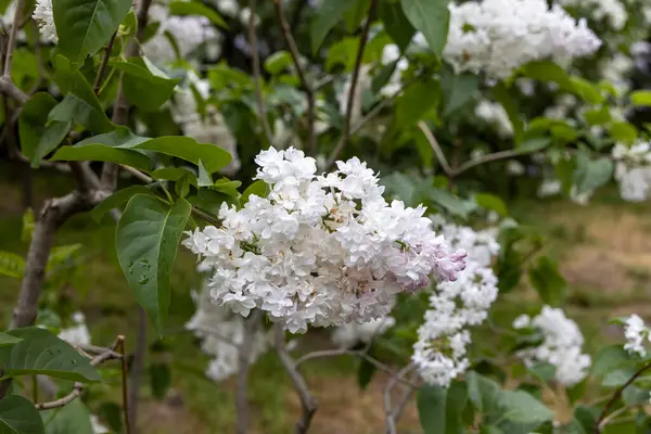 Bahar bahçesindeki beyaz leylak çiçeklerini kapat.