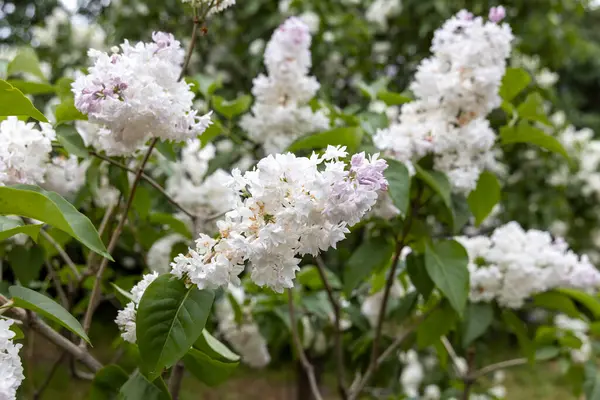 Bahar bahçesinde açan beyaz leylak çiçekleri.