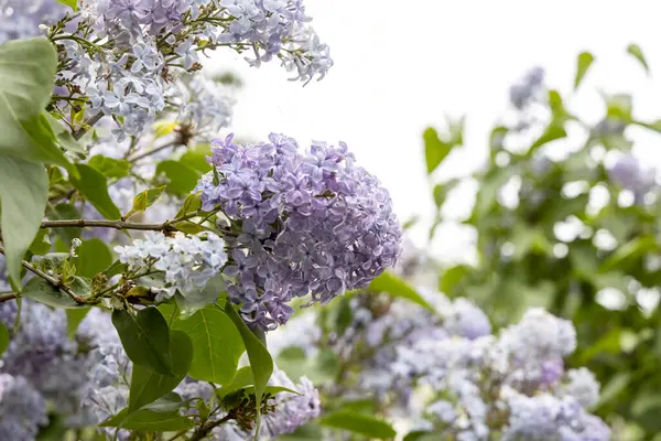 Bahar bahçesinde çiçek açan leylak kümesinin yakın çekimi