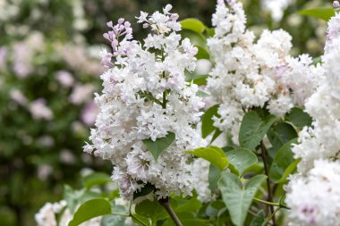 Bahar bahçesinde beyaz leylak çiçekleri.