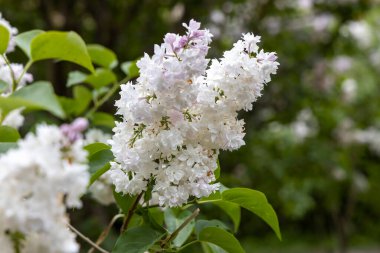 Bahar bahçesinde beyaz leylak çiçekleri toplanmış.