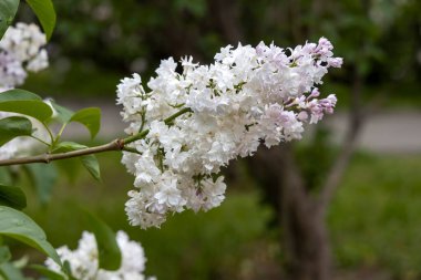 Bahar bahçesinde beyaz leylak çiçekleri toplanmış.