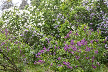 Bahar bahçesinde çiçek açan gür leylak çalıları.