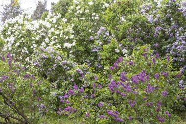 Canlı leylak çalıları yemyeşil bahar bahçesinde çiçek açıyor.