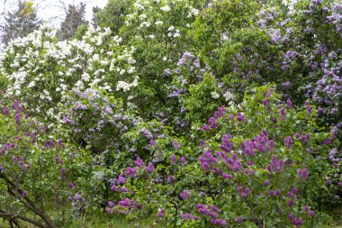 Canlı leylak çalıları yemyeşil bahar bahçesinde çiçek açıyor.
