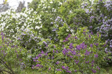 Baharın bahçesinde çiçek açan leylak çalıları. Yatay fotoğraf.