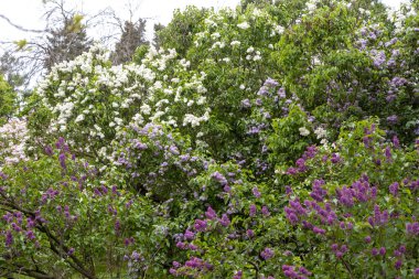 Açık havada bahar çiçekleri açan renkli leylak çalıları.