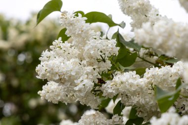 Bahar bahçesinde açan beyaz leylak çiçeklerine yaklaş.