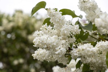 Bahar ağacı dalında çiçek açan leylak çiçekleri