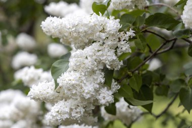 Bahar bahçesi dalında beyaz leylak çiçekleri
