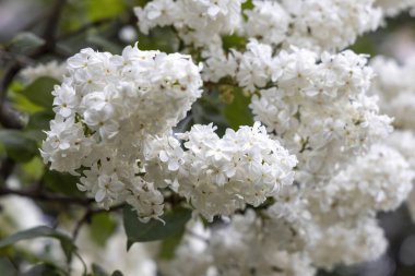 Bahar bahçesinde beyaz leylaklar çiçek açıyor.