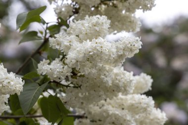 Bahar makro fotoğrafında dalda beyaz leylak çiçek açar.