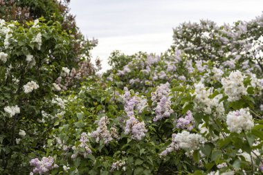 Bahar bahçesinde bulutlu gökyüzünün altında açan leylak çalılar.