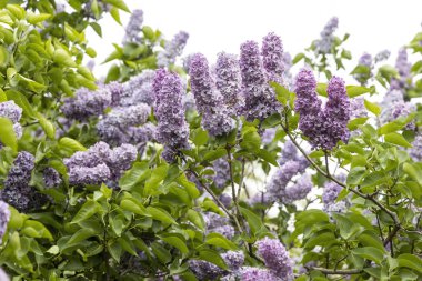 Bahçe bahçesinde bahar günışığında lavanta çiçekleri açar.